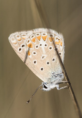 Polyommatus thersites