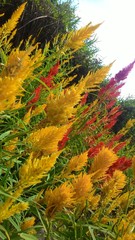 Celosia argentea plumosa