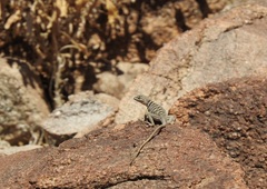 Crotaphytus vestigium