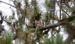 Asio madagascariensis