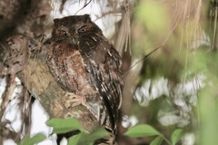 Otus rutilus rutilus