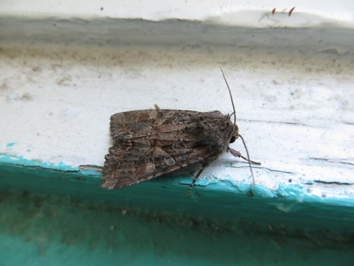 Noctuelle des Mélilots (La)