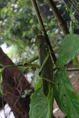 Tropidacris cristata grandis