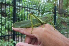 Tropidacris cristata grandis