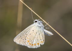 Polyommatus thersites