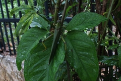 Tropidacris cristata grandis