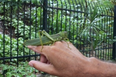 Tropidacris cristata grandis
