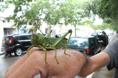 Tropidacris cristata grandis