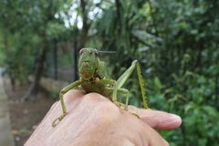 Tropidacris cristata grandis
