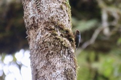 Hypositta corallirostris