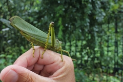 Tropidacris cristata grandis