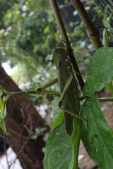 Tropidacris cristata grandis