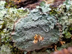 Pertusaria ostiolata