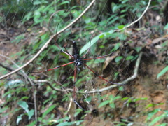 Nephila kuhli