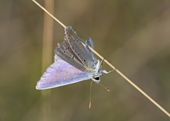 Polyommatus thersites