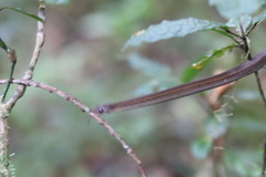 Thamnosophis infrasignatus