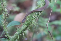 Thamnosophis infrasignatus