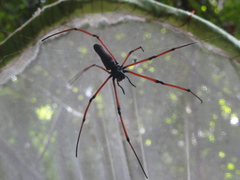 Nephila kuhli