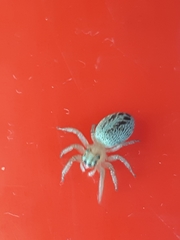 Chira gounellei