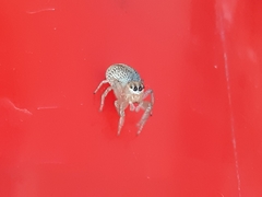 Chira gounellei