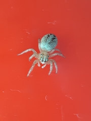 Chira gounellei