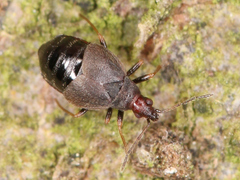 Loricula