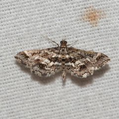 Diasemiopsis leodocusalis