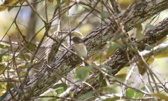 Calicalicus madagascariensis