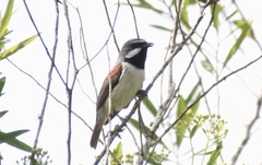 Calicalicus madagascariensis