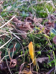 Clavulinopsis helvola