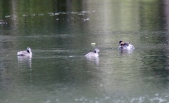 Tachybaptus pelzelnii