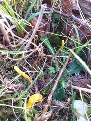 Clavulinopsis helvola