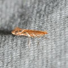 Cameraria quercivorella