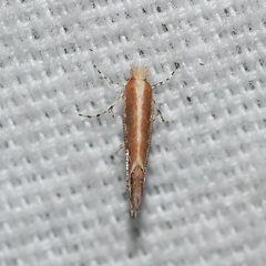 Cameraria quercivorella