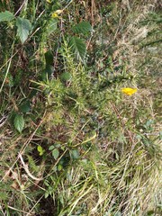Ulex gallii
