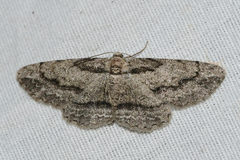 Iridopsis pergracilis