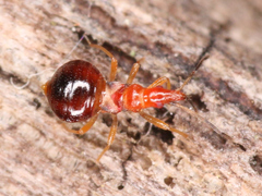 Loricula