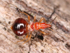 Loricula