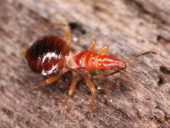 Loricula