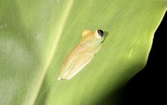 Boophis viridis