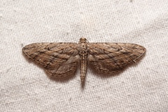 Eupithecia rosmarinata