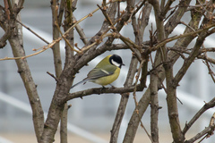 Parus major