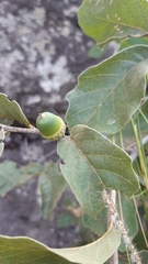 Quercus chihuahuensis