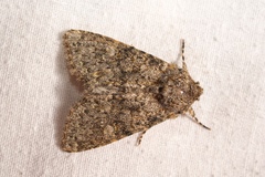 Polymixis flavicincta