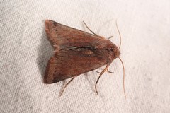 Agrochola haematidea