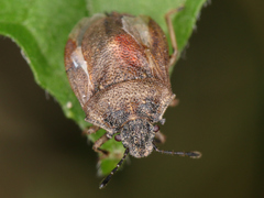 Podops inunctus