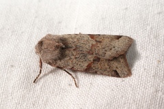 Agrochola meridionalis