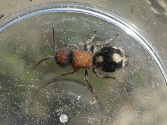 Ronisia brutia