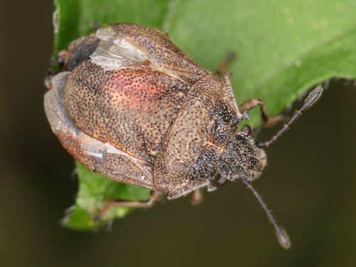 European Turtle-bug, photo 3 of 10