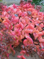 Hylotelephium sieboldii